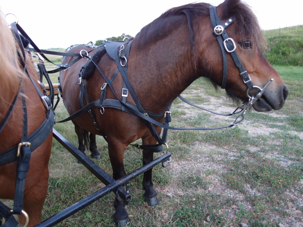 Black Leather Mini Miniature Horse Sm Pony Driving Harness w/ TEAL AQUA Hearts 